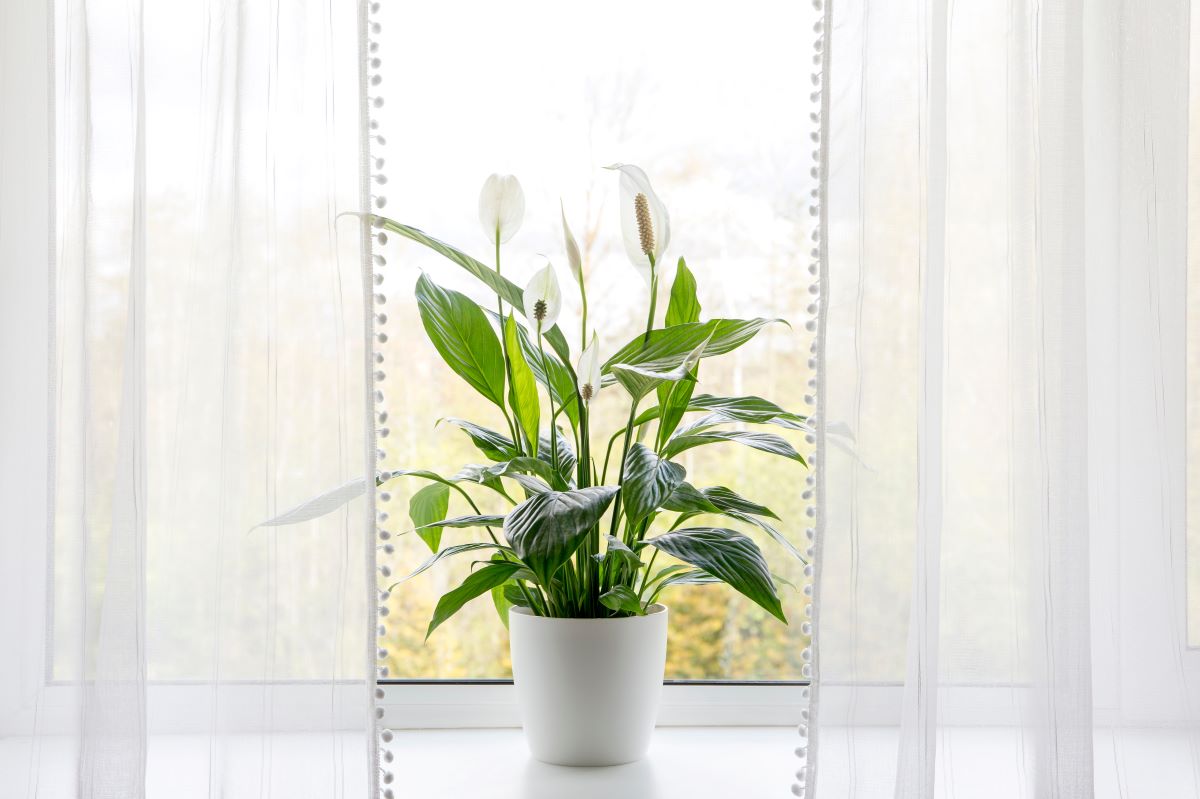 plant on window shelf